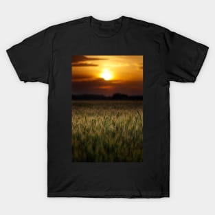 Wheat field at sunset, sun in the frame T-Shirt